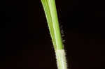 Fuzzy wuzzy sedge